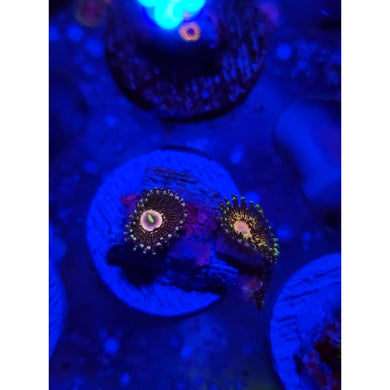 Queen Krak Zoanthid Frag WYSIWYG!