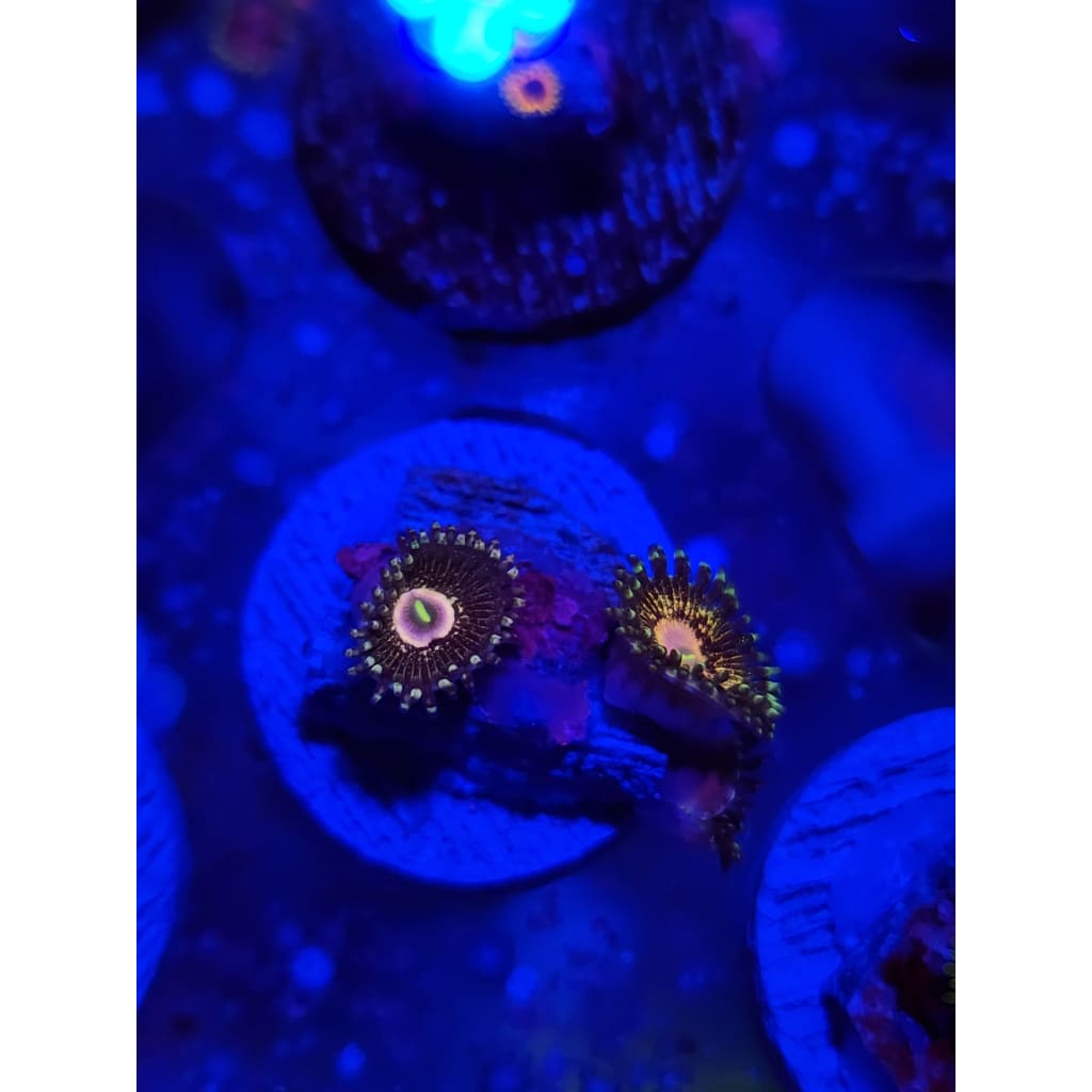 Queen Krak Zoanthid Frag WYSIWYG!