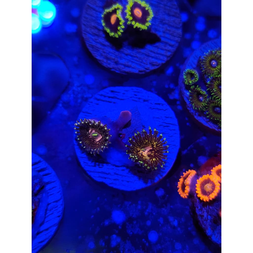 Queen Krak Zoanthid Frag WYSIWYG!