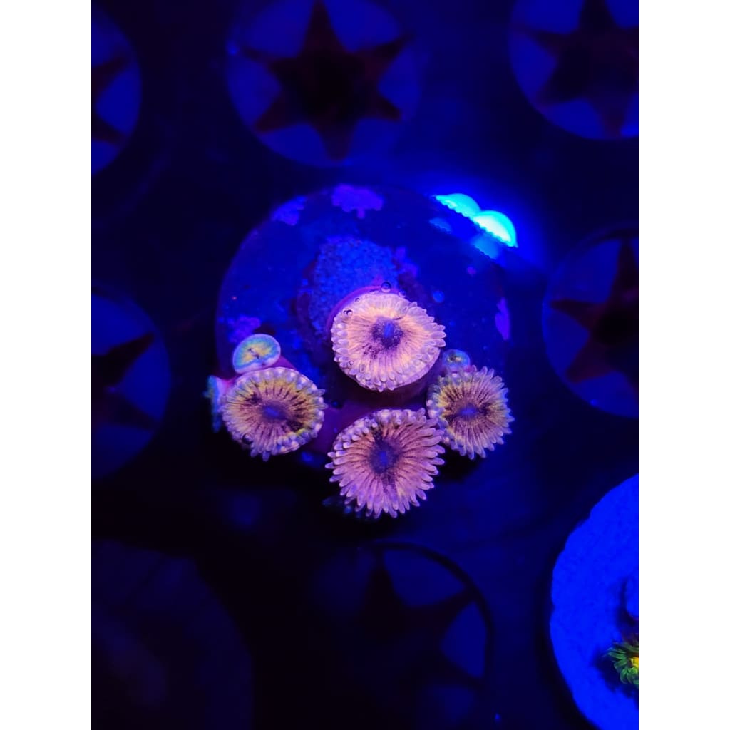 Queen Stratosphere Zoanthid Frag WYSIWYG!