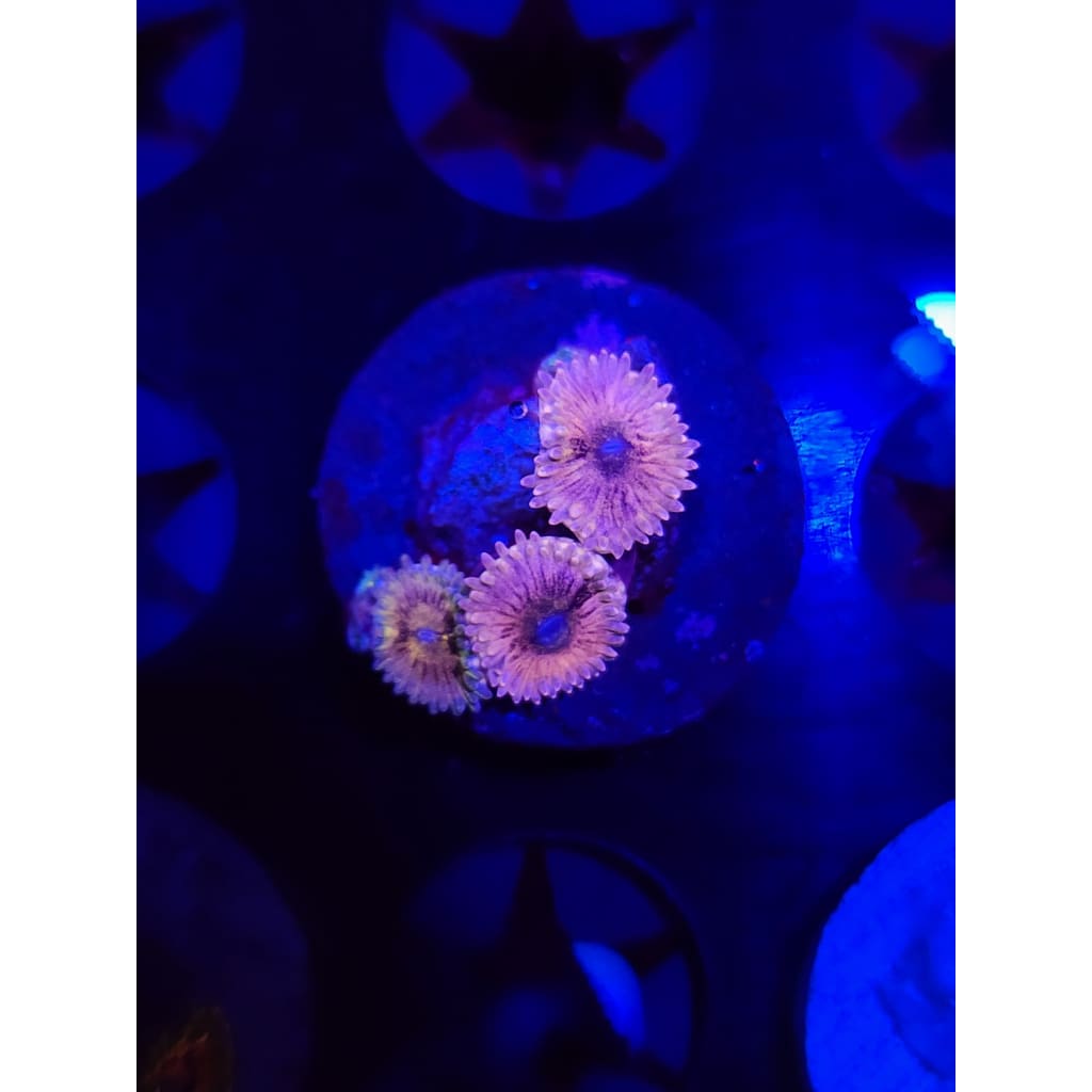 Queen Stratosphere Zoanthid Frag WYSIWYG!