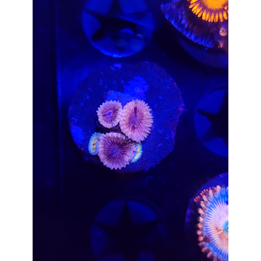 Queen Stratosphere Zoanthid Frag WYSIWYG!