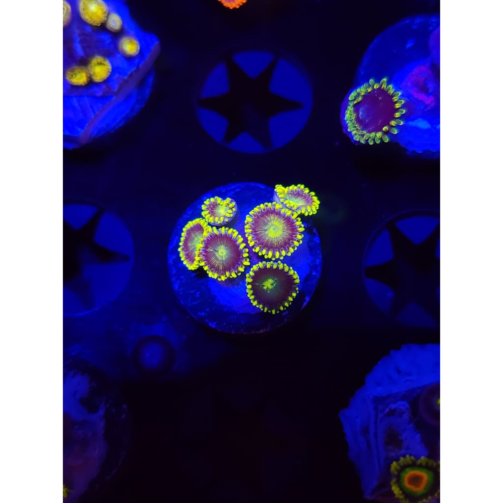 Radioactive Dragon Eye Zoanthid Frag WYSIWYG!