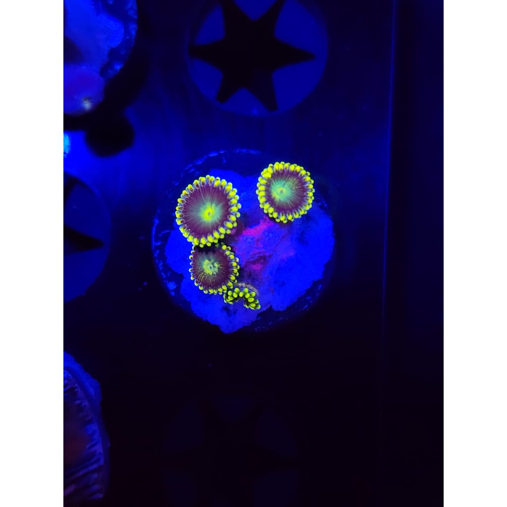 Radioactive Dragon Eye Zoanthid Frag WYSIWYG!