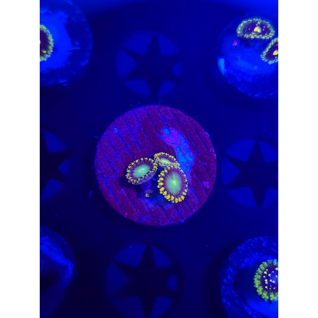 Radioactive Dragon Eye Zoanthid Frag WYSIWYG!