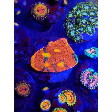Rainbow Chalice Frag WYSIWYG!