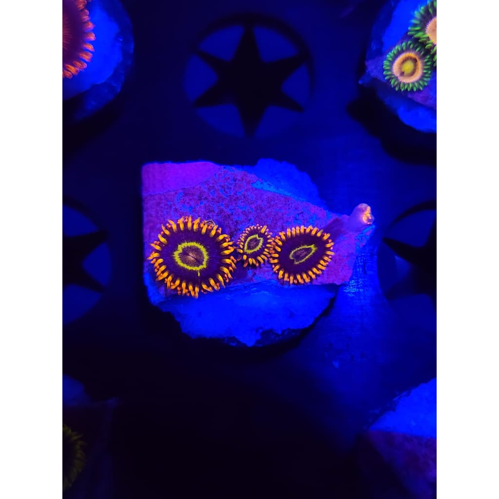 Rainbow Hornet Zoanthid Frag WYSIWYG!