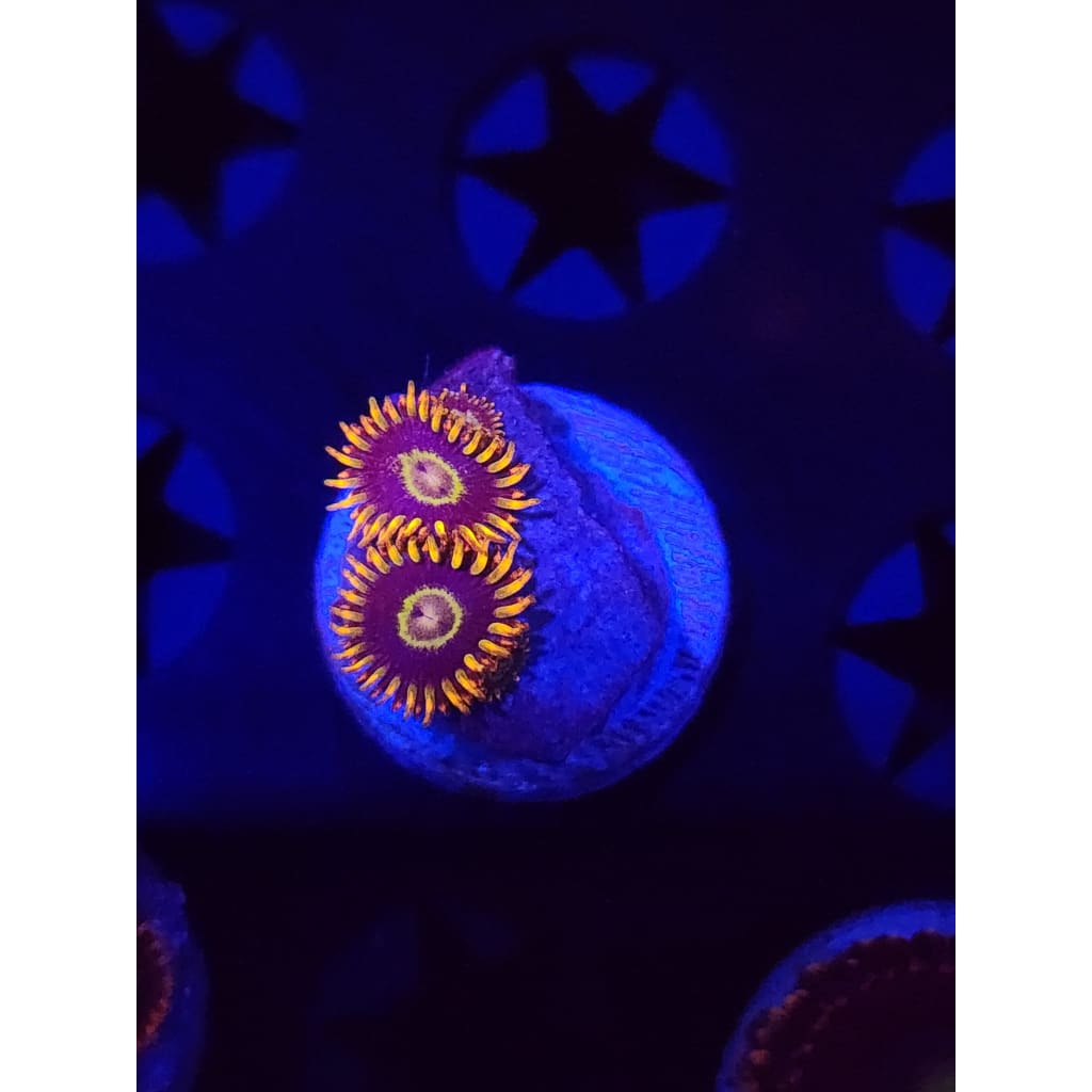 Rainbow Hornet Zoanthid Frag WYSIWYG!