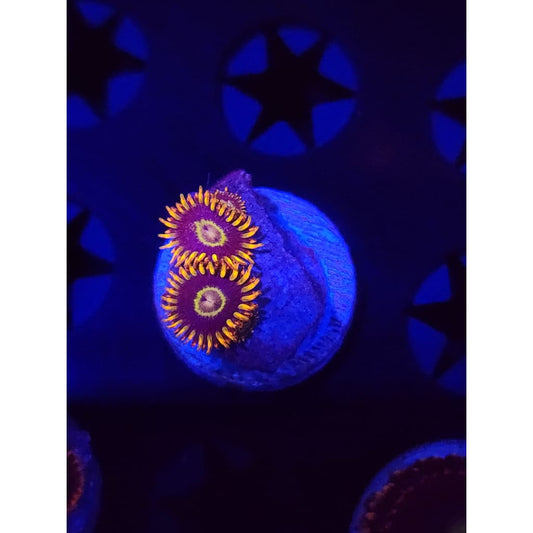 Rainbow Hornet Zoanthid Frag WYSIWYG!