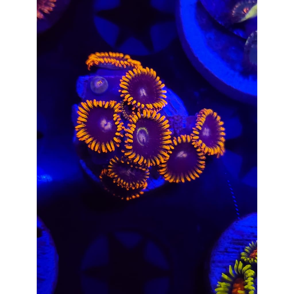 Rainbow Hornet Zoanthid Frag WYSIWYG!