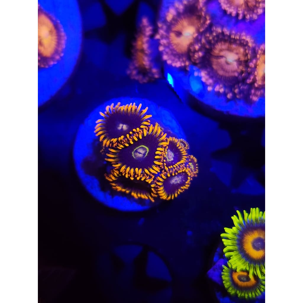 Rainbow Hornet Zoanthid Frag WYSIWYG!