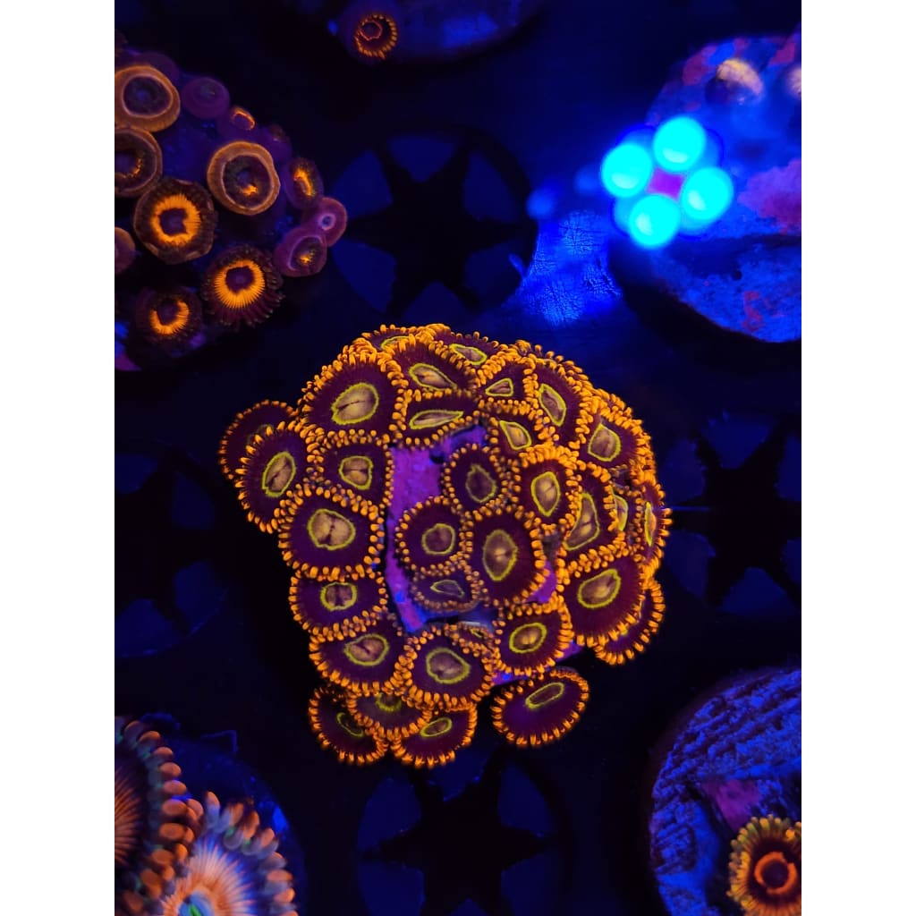 Rainbow Hornet Zoanthid Frag WYSIWYG!