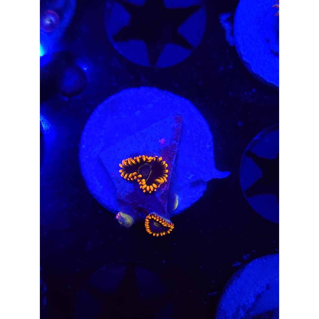 Rainbow Hornet Zoanthid Frag WYSIWYG!