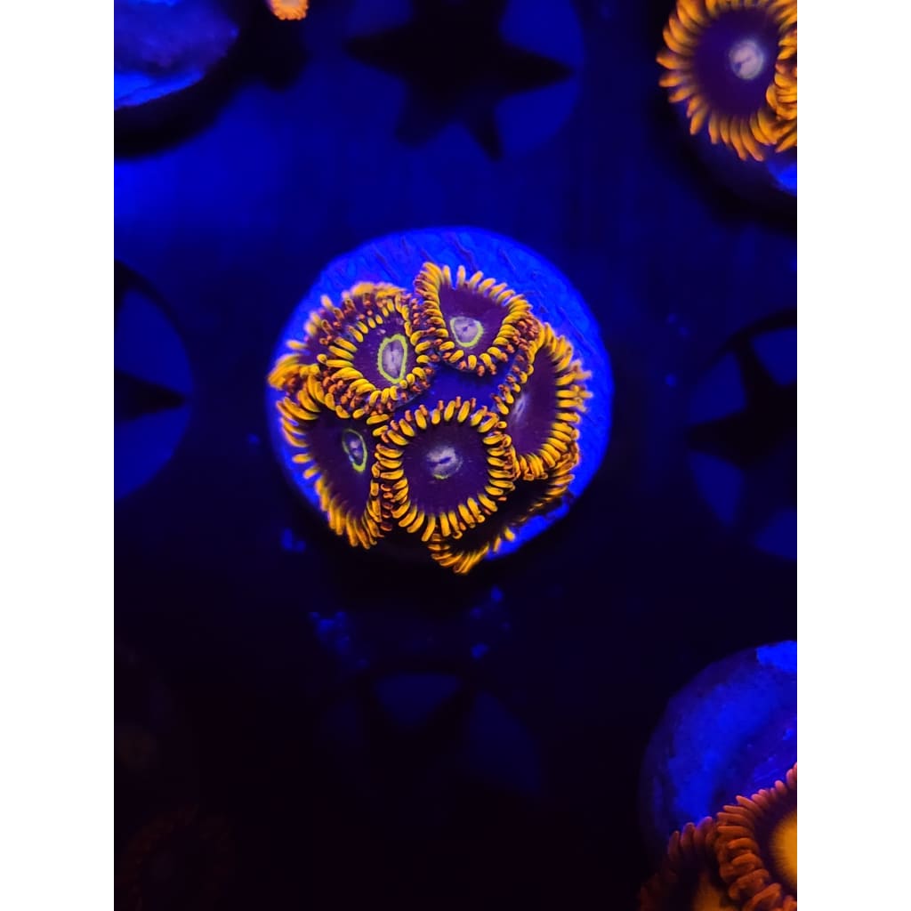 Rainbow Hornet Zoanthid Frag WYSIWYG!