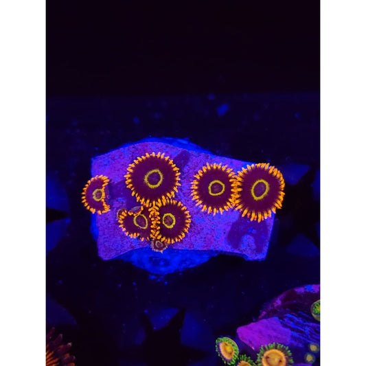 Rainbow Hornet Zoanthid Frag WYSIWYG!