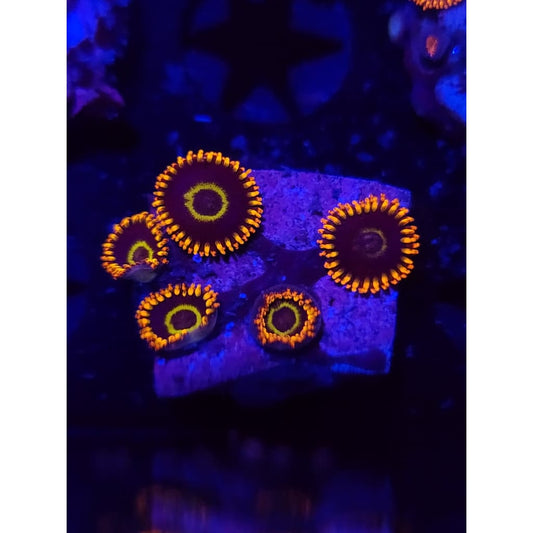 Rainbow Hornet Zoanthid Frag WYSIWYG!