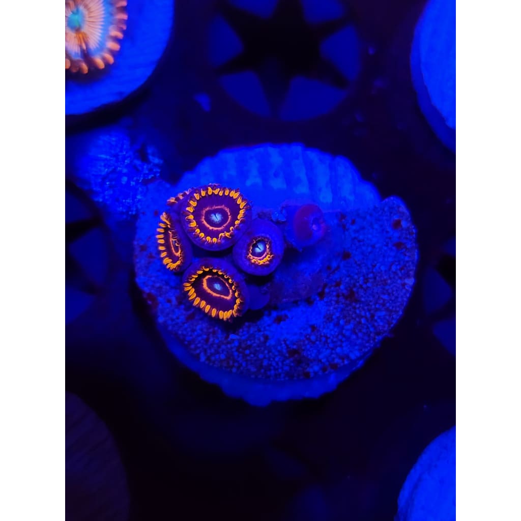 Rainbow Hornet Zoanthid Frag WYSIWYG!