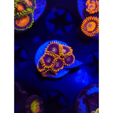 Rainbow Hornet Zoanthid Frag WYSIWYG!