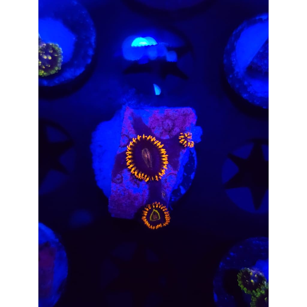 Rainbow Hornet Zoanthid Frag WYSIWYG!