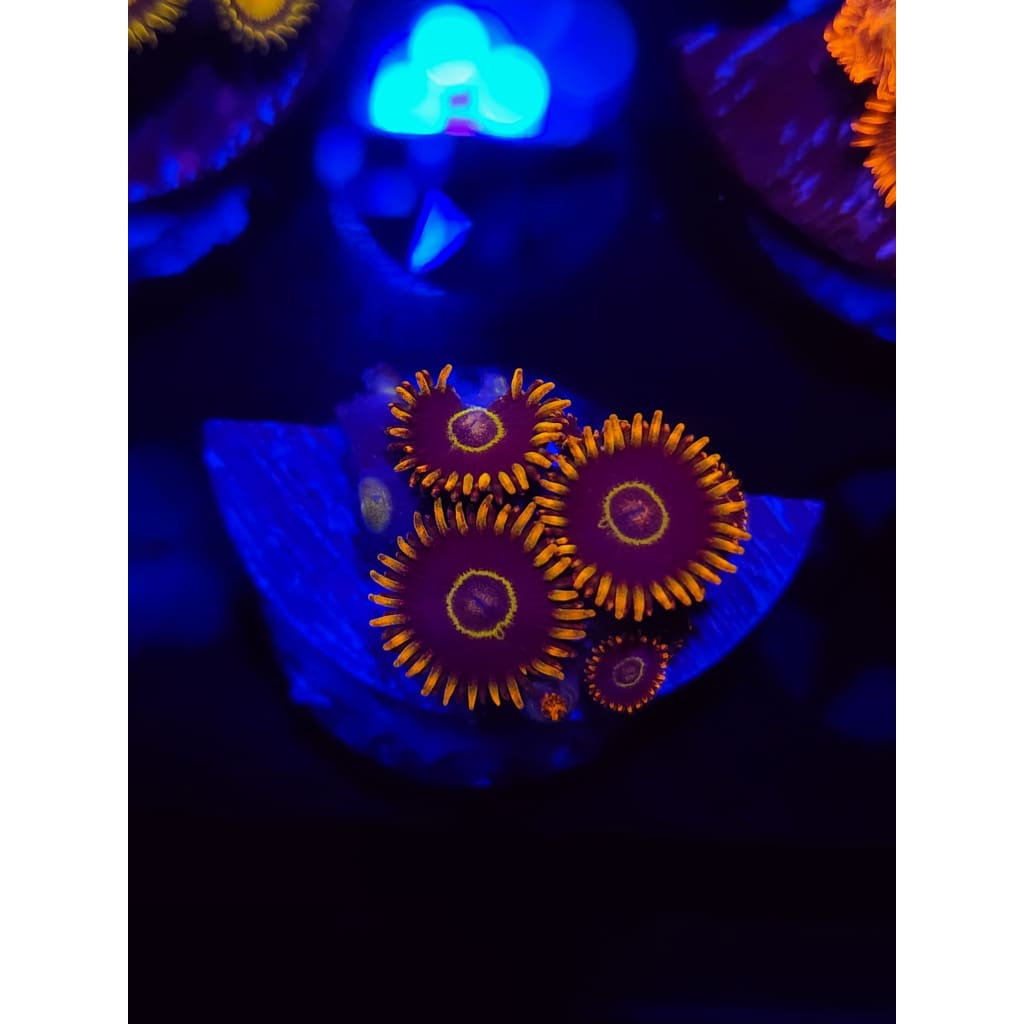 Rainbow Hornet Zoanthid Frag WYSIWYG!