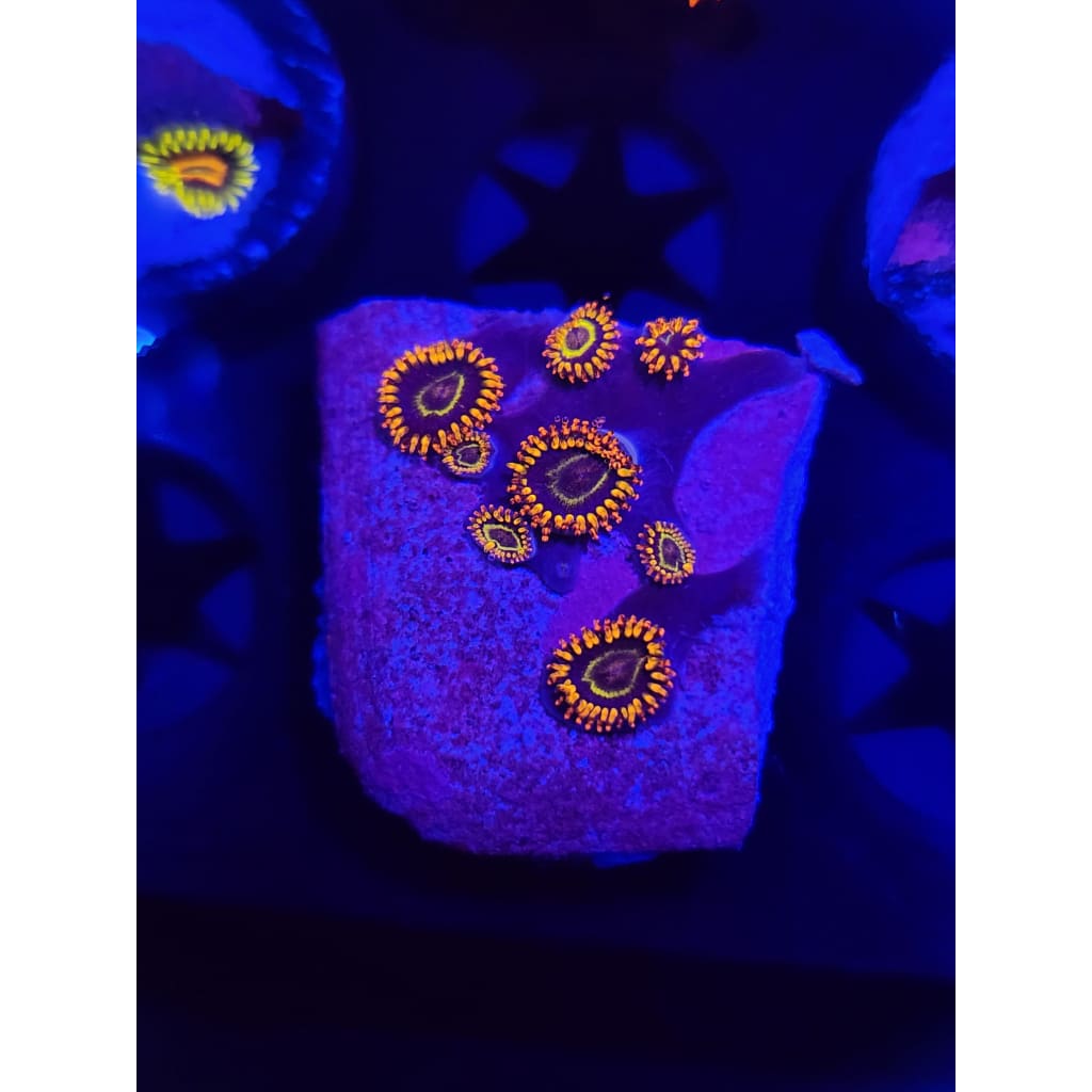 Rainbow Hornet Zoanthid Frag WYSIWYG!