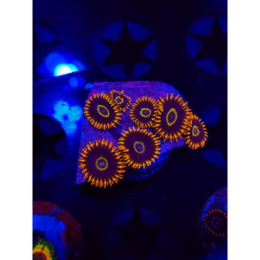 Rainbow Hornet Zoanthid Frag WYSIWYG!