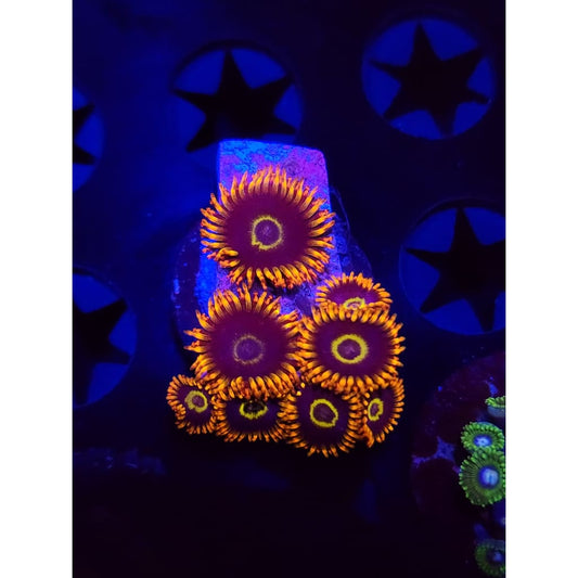 Rainbow Hornet Zoanthid Frag WYSIWYG!