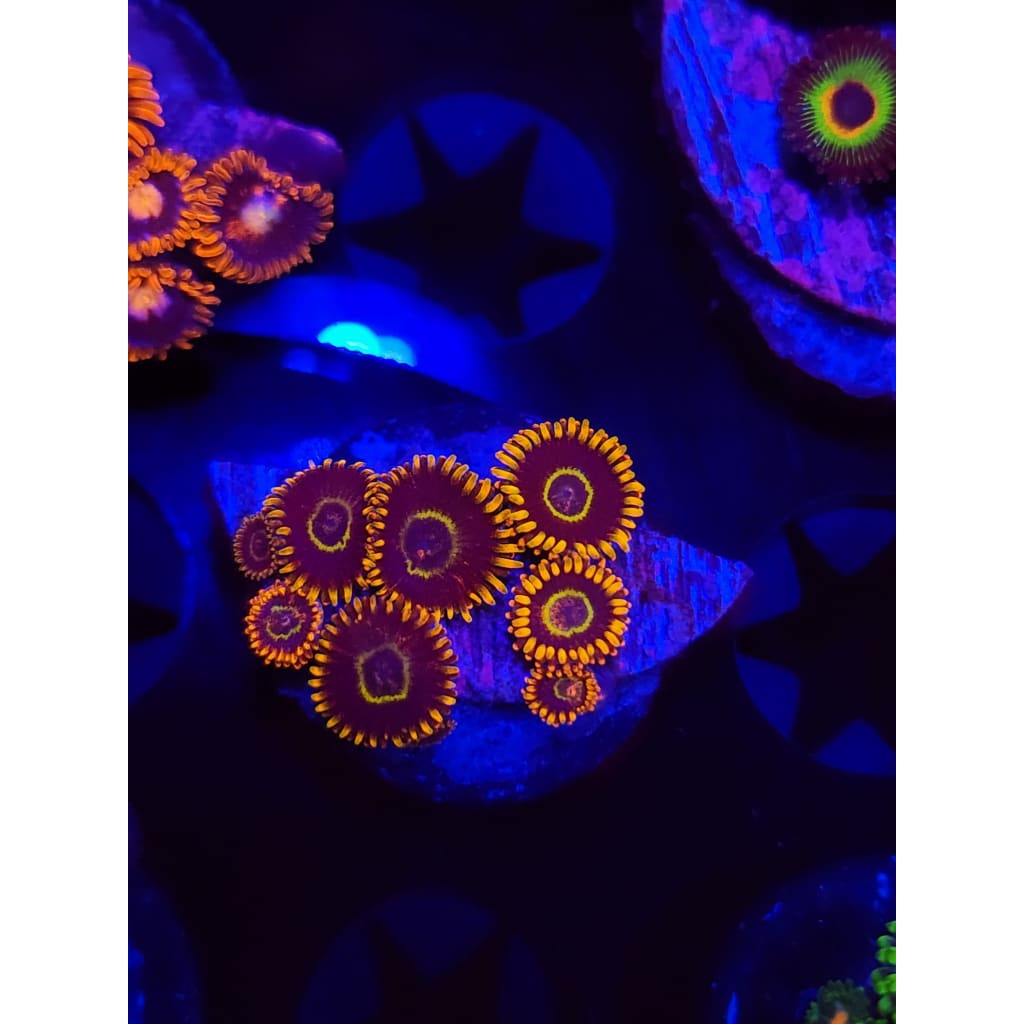 Rainbow Hornet Zoanthid Frag WYSIWYG!