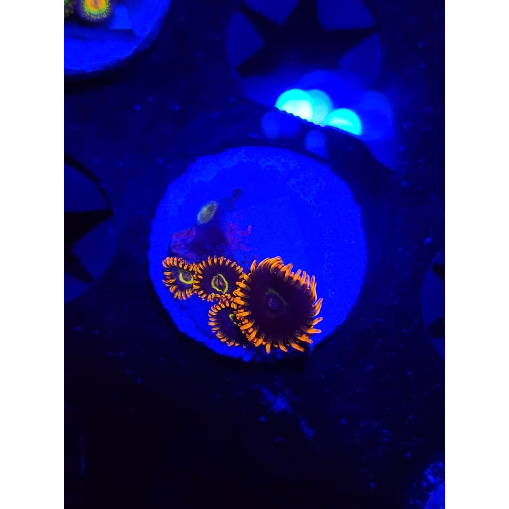 Rainbow Hornet Zoanthid Frag WYSIWYG!