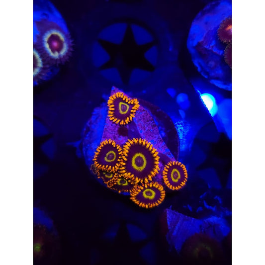 Rainbow Hornet Zoanthid Frag WYSIWYG!