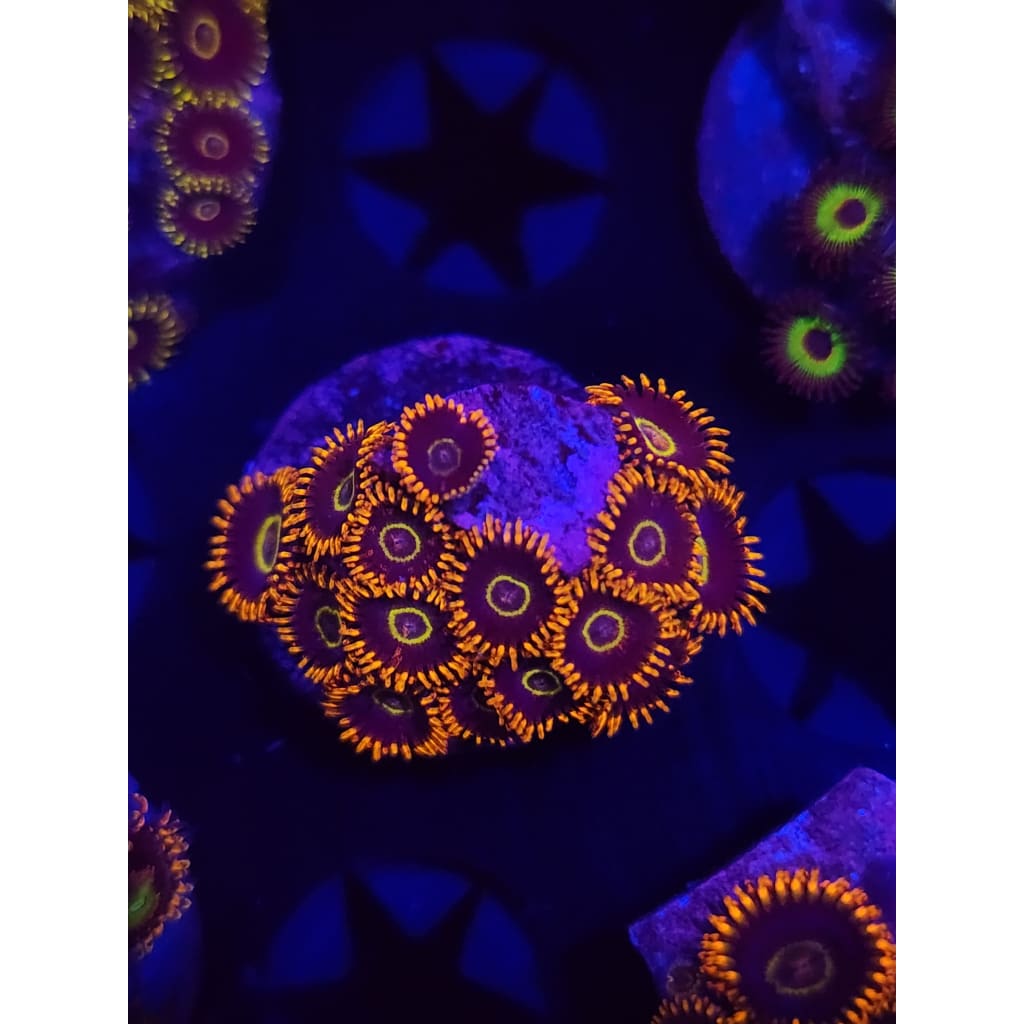 Rainbow Hornet Zoanthid Frag WYSIWYG!