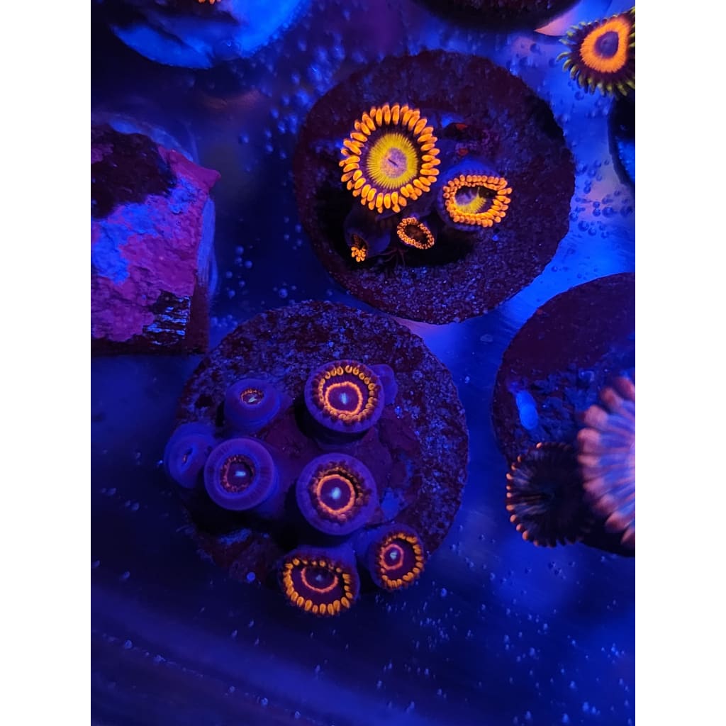 Rainbow Hornet Zoanthid Frag WYSIWYG!