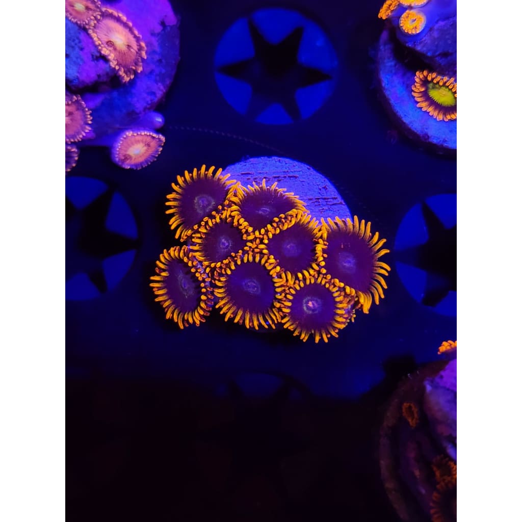 Rainbow Hornet Zoanthid Frag WYSIWYG!