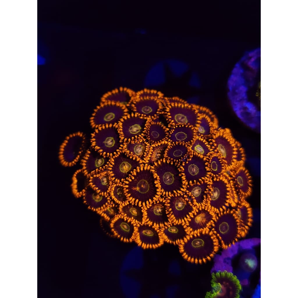 Rainbow Hornet Zoanthid Frag WYSIWYG!