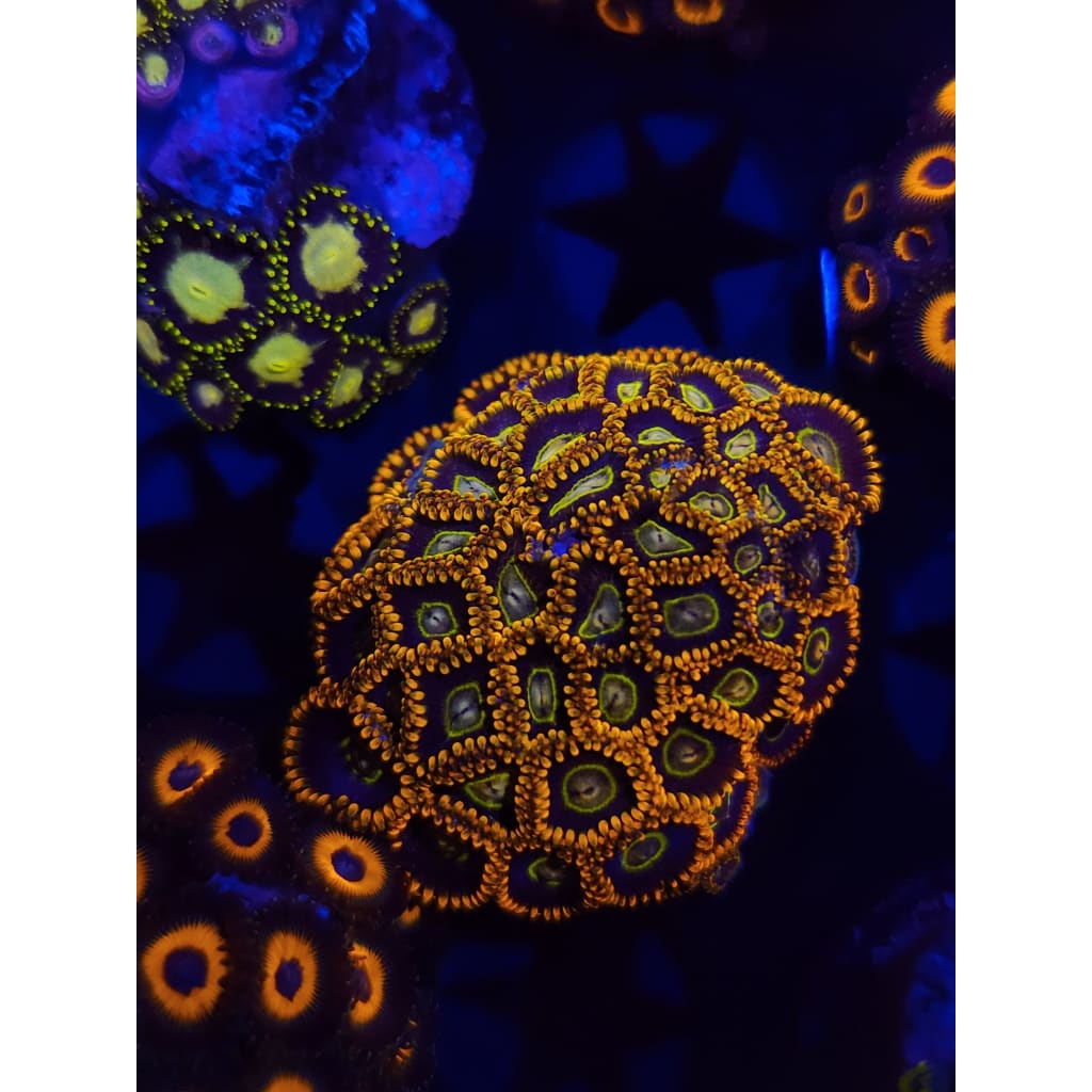 Rainbow Hornet Zoanthid Frag WYSIWYG!