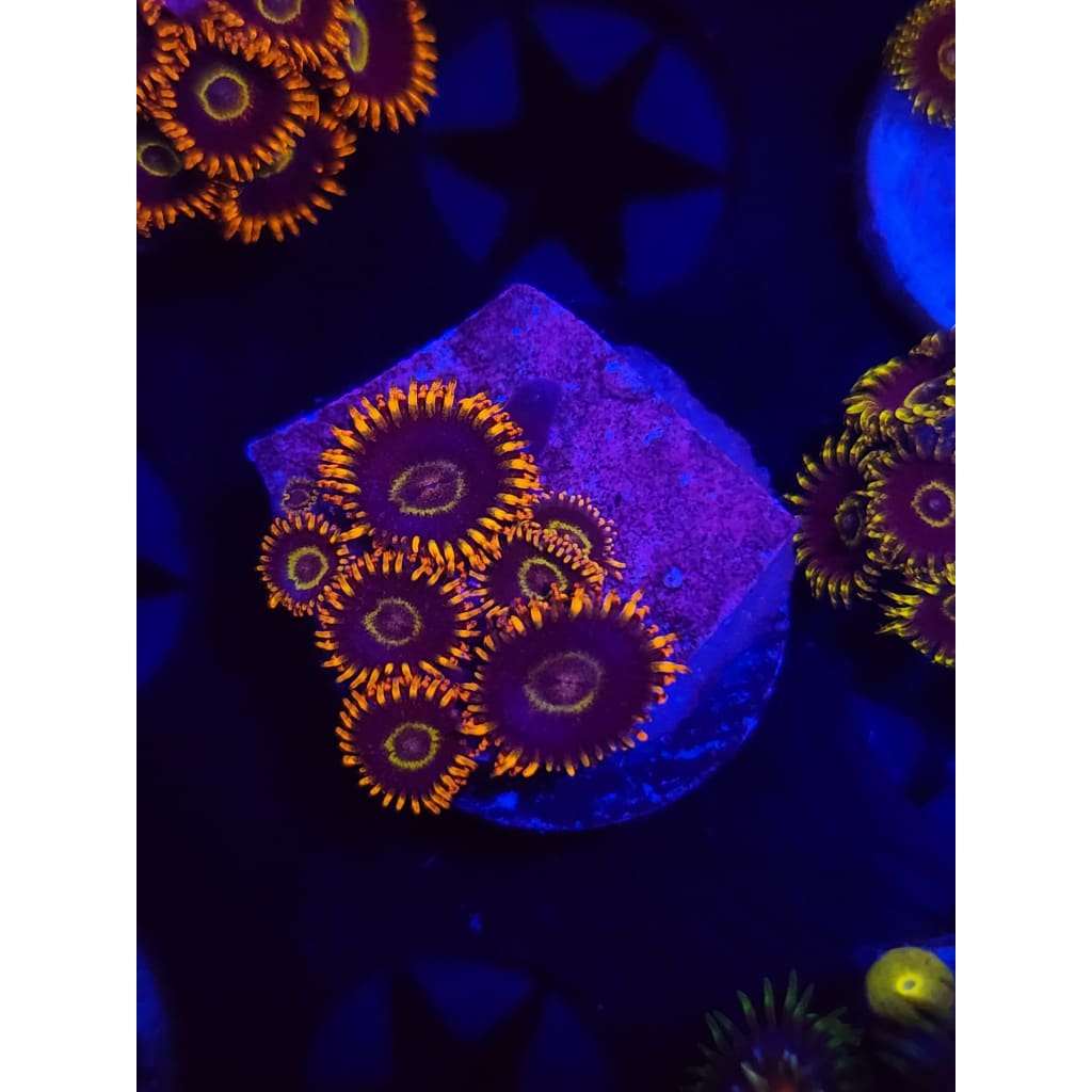 Rainbow Hornet Zoanthid Frag WYSIWYG!