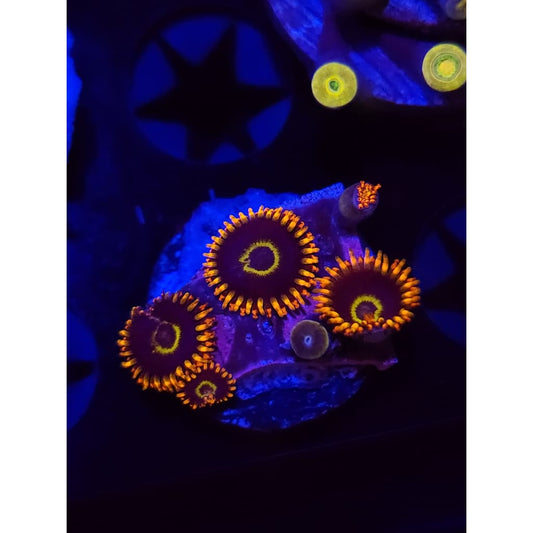 Rainbow Hornet Zoanthid Frag WYSIWYG!