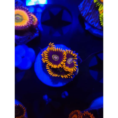 Rainbow Hornet Zoanthid Frag WYSIWYG!
