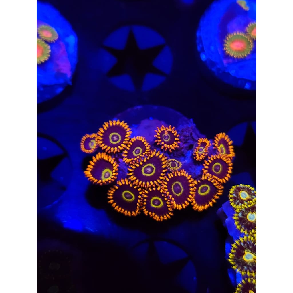 Rainbow Hornet Zoanthid Frag WYSIWYG!