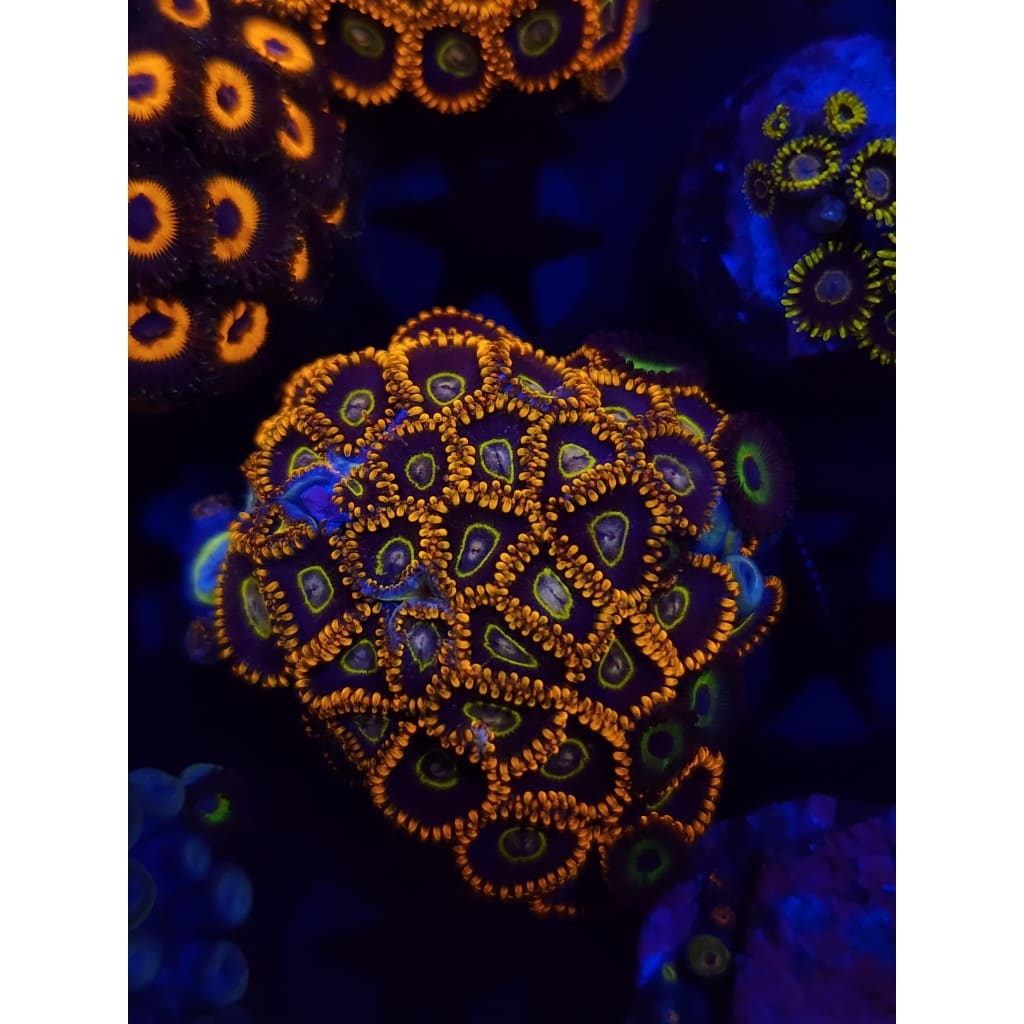 Rainbow Hornet Zoanthid Frag WYSIWYG!