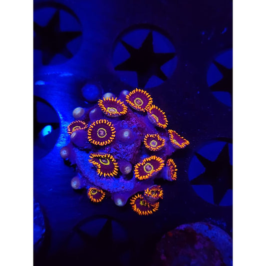 Rainbow Hornet Zoanthid Frag WYSIWYG!