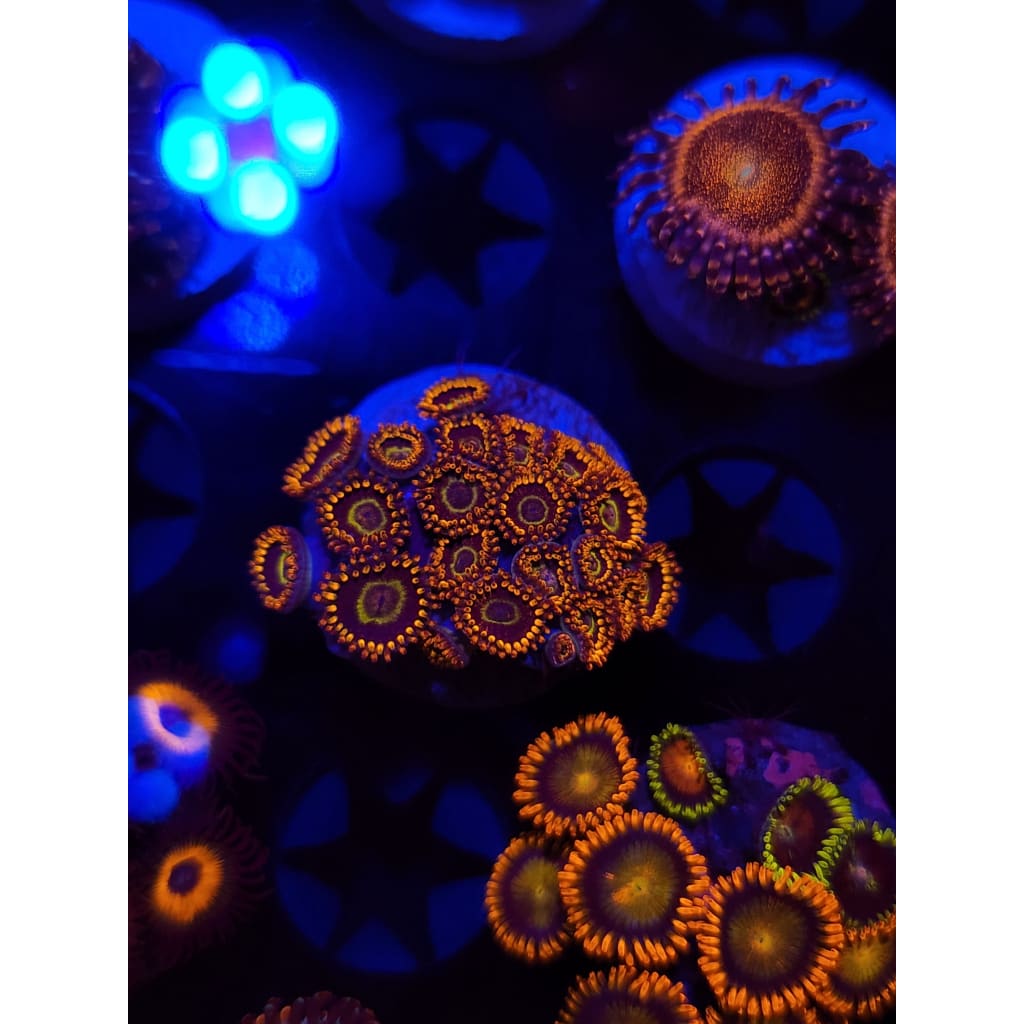 Rainbow Hornet Zoanthid Frag WYSIWYG!