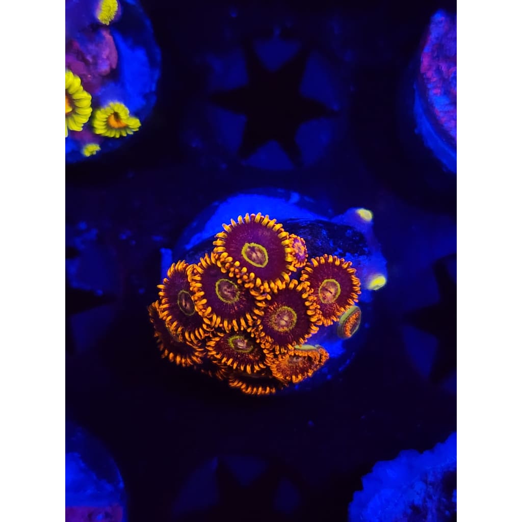 Rainbow Hornet Zoanthid Frag WYSIWYG!