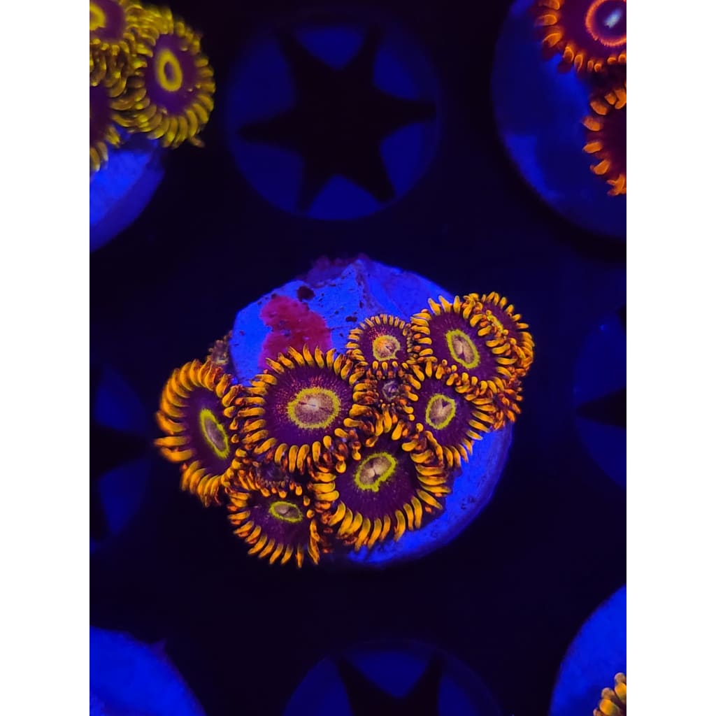 Rainbow Hornet Zoanthid Frag WYSIWYG!