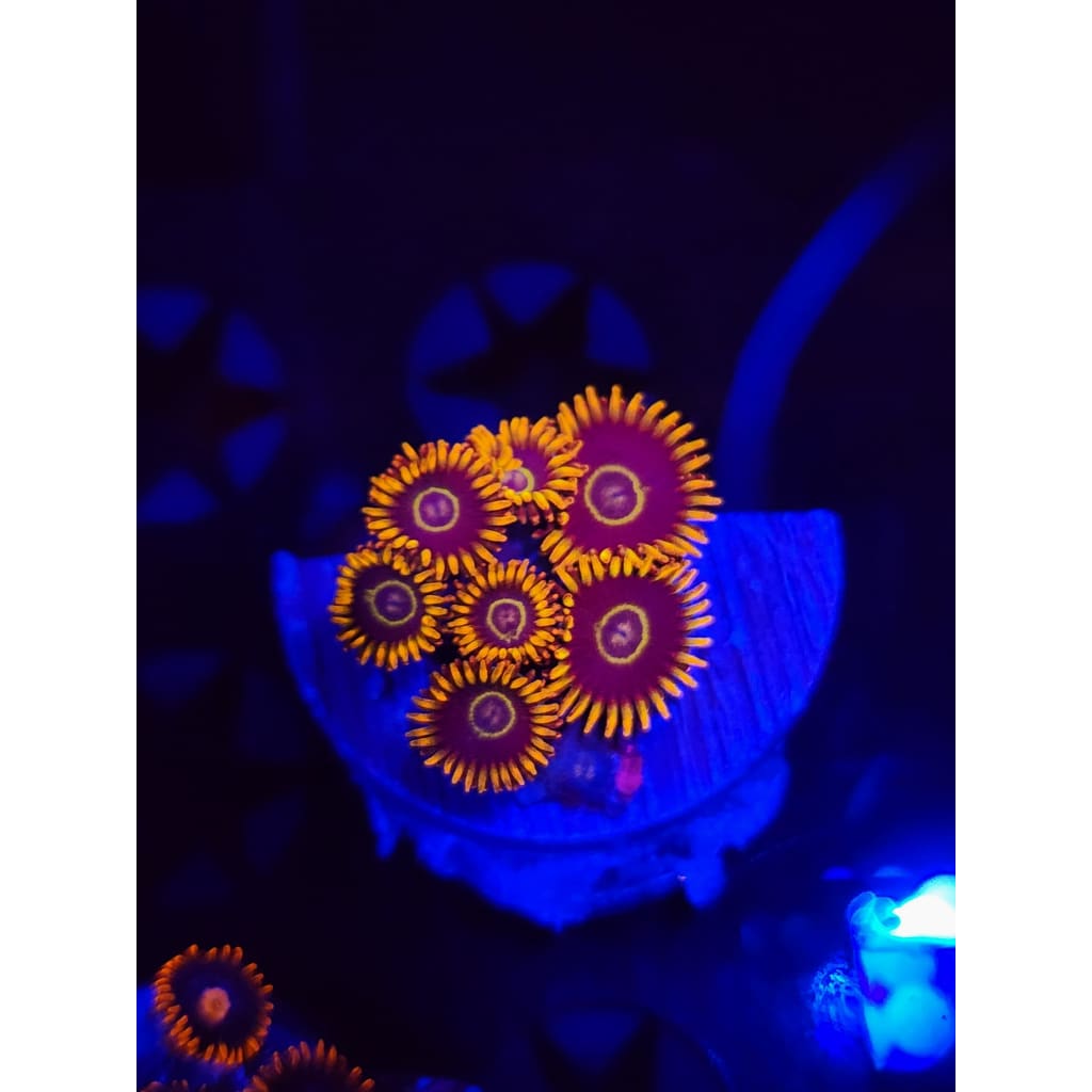 Rainbow Hornet Zoanthid Frag WYSIWYG!