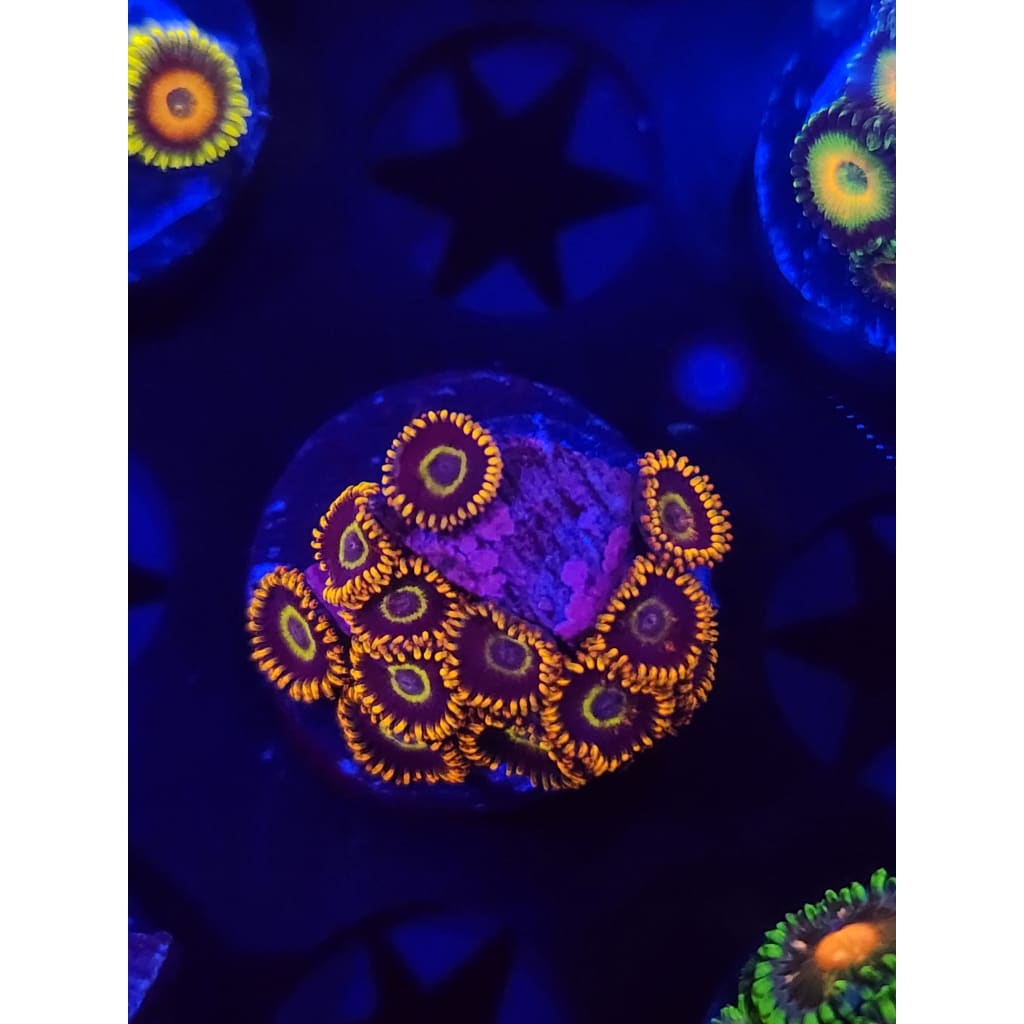 Rainbow Hornet Zoanthid Frag WYSIWYG!