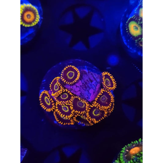 Rainbow Hornet Zoanthid Frag WYSIWYG!