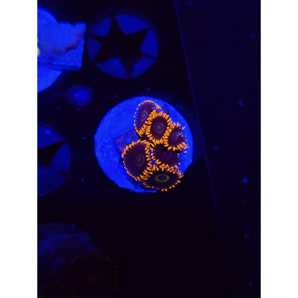 Rainbow Hornet Zoanthid Frag WYSIWYG!