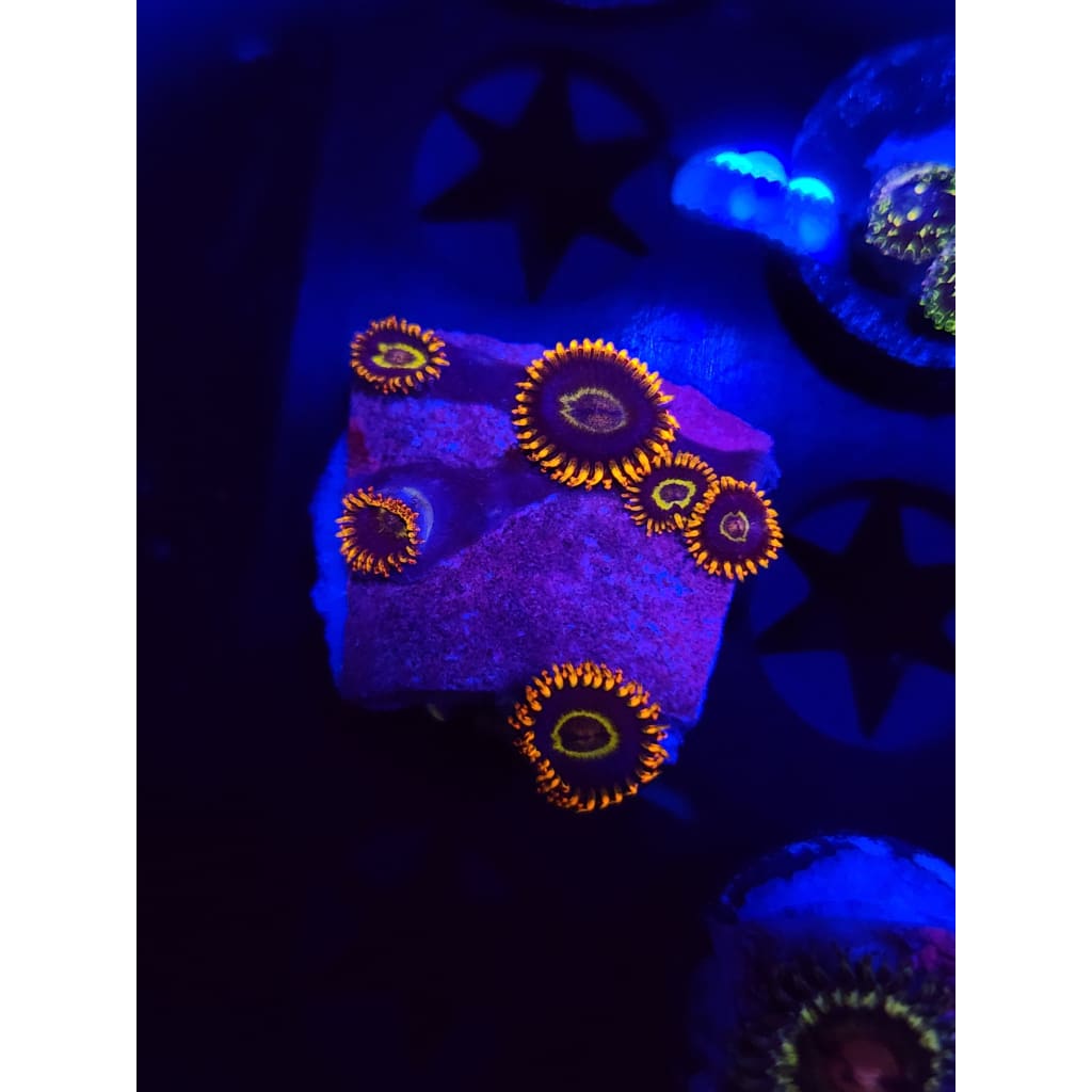 Rainbow Hornet Zoanthid Frag WYSIWYG!