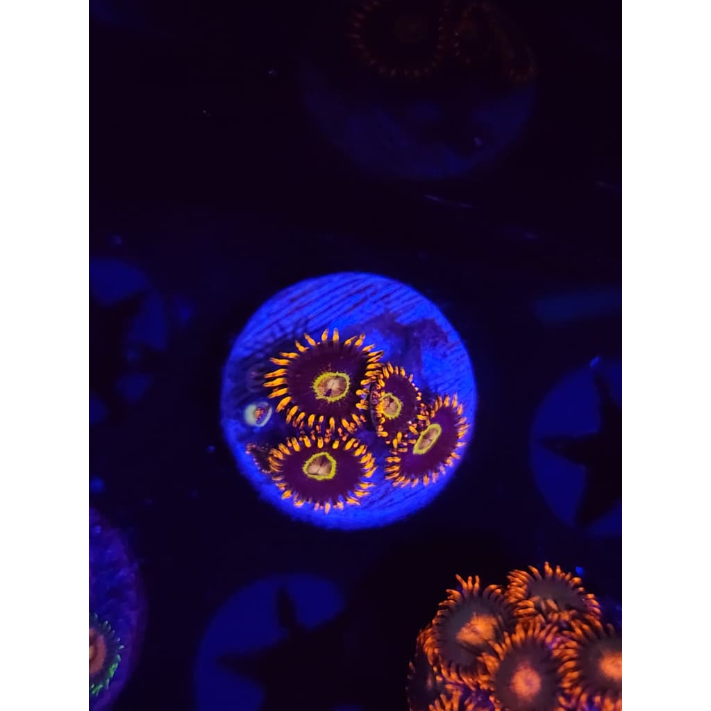 Rainbow Hornet Zoanthid Frag WYSIWYG!